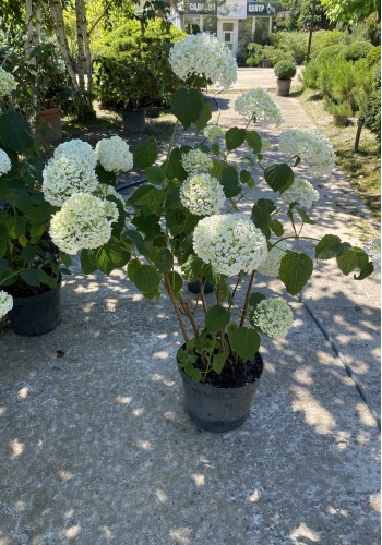 Гортензія деревовидна "Стронг Анабель" Hydrangea arborescens 'Annabelle' с 7 l H 50-60 Гортензія деревовидна "Стронг Анабель" Hydrangea arborescens 'Annabelle' с 7 l H 50-60
