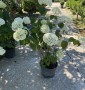 Гортензія деревовидна "Стронг Анабель" Hydrangea arborescens 'Annabelle' с 7 l H 50-60 Гортензія деревовидна "Стронг Анабель" Hydrangea arborescens 'Annabelle' с 7 l H 50-60