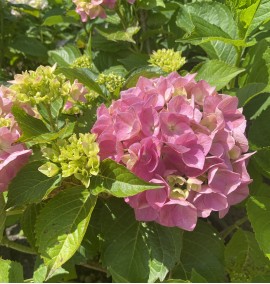 Гортензія крупнолиста Hydrangea spp С30