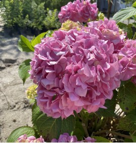 Гортензія крупнолиста Hydrangea Macrophylla С10 Blue (Pink)