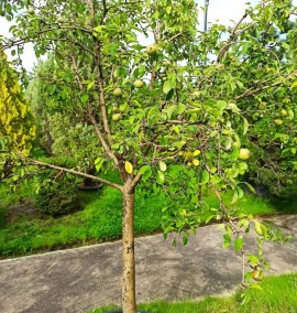 Груша звичайна PYRUS COMMUNIS 
