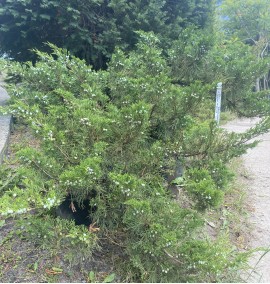 Ялівець козацький Juniperus sabina С25L 60-80