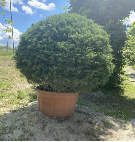 Ялівець середній Juniperus media Pfitzeriana Aurea (шар) С80 h1,5м