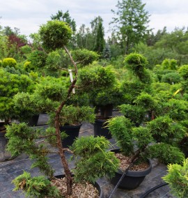Ялівець бонсай JUNIPERUS GOLD STAR CIOTOLA BONSAI