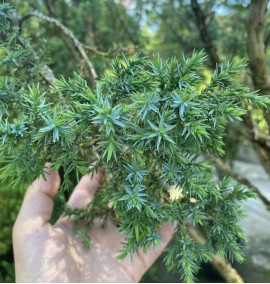 Ялівець BLUE ALPS Juniperus C 210 L H 200-250 D 200-220