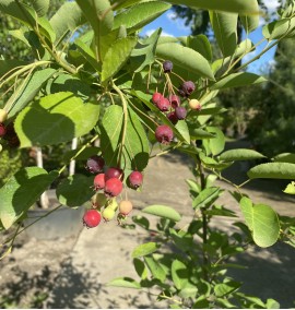 Ірга Ламарка Amelanchier canadensis c 7.5 l h 150-170