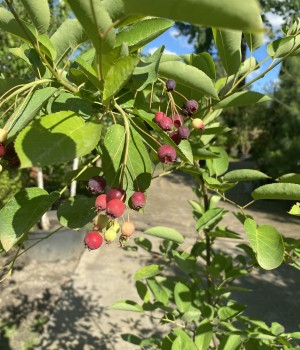 Ірга Ламарка Amelanchier canadensis c 7.5 l h 150-170