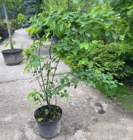 Ірга Ламарка Amelanchier canadensis c 15 l h 80-100