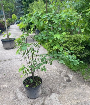Ірга Ламарка Amelanchier canadensis c 15 l h 80-100