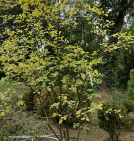 Ірга Amelanchier lamarckii c 50l h 250-300