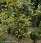 Ірга Amelanchier lamarckii c 50l h 250-300
