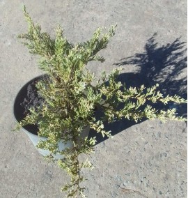 Ялівець JUNIPERUS ANDORRA COMPACTA C5 H30-40
