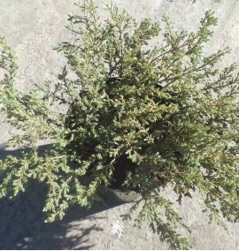 Ялівець 'Репанда' Juniperus communis 'Repanda' с 12 l