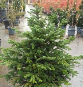 Ялиця ABIES NORDMANNIANA CLT H.80/100
