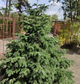Ялиця Нордмана Abies Nordmanniana CLT 50 200/220