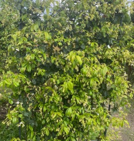ЖАСМИН RHYNCOSPERMUM JASMINOIDES FIORIERA SPALLIERA с 65 l 185*100