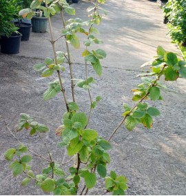 Калина бульденеж  Boule De Neige Viburnum opulus C10 Н80-100