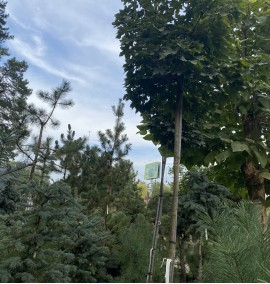 Клен гостролистий Глобозум Acer platanoides Globosum  C43