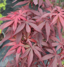 КЛЕН ACER RED PILLAR C. 20L h 180