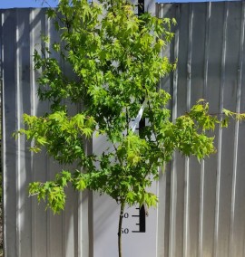 КЛЕН ACER PALMATUM C. 15L 1/4 FUSTO  h 220