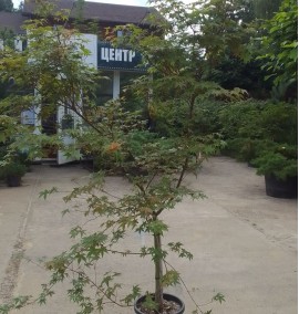 КЛЕН ACER PALMATUM C. 35L 1/4 FUSTO h 200