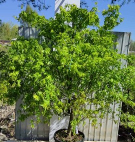 КЛЕН ACER PALMATUM C. 55L 170-+