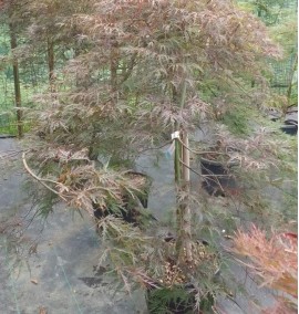 Клен пальмолистий Дисектум Гарнет ACER PALMATUM DISSECTUM GARNET C. 45L h 120-140 1/2 FUSTO