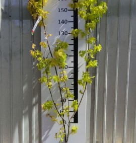 КЛЕН ACER PALMATUM ORANGE DREAM C. 30L h 160