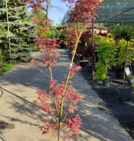 Клен ACER PALMATUM PINK PASSION C. 20L h 180