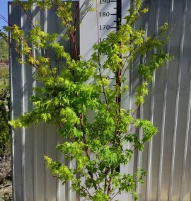 КЛЕН ACER PALMATUM SANGOKAKU C.30L h 220-260
