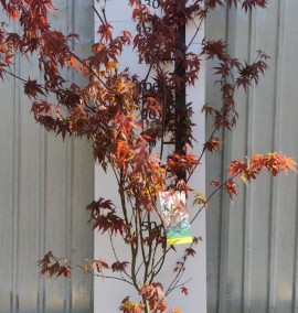 КЛЕН ACER PALM. ATROPURPUREUM  COUPE 30 h 180