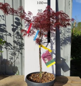 Клен ACER PALM. DISS. INABA SHIDARE  COUPE 30 1/4 FUSTO. H100