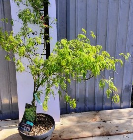 КЛЕН ACER PALM. DISS. VIRIDIS COUPE 30 1/4 FUSTO