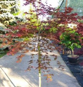 КЛЕН ACER PALMATUM BENI MAIKO  CLT 15 1/2 FUSTO h 230-250