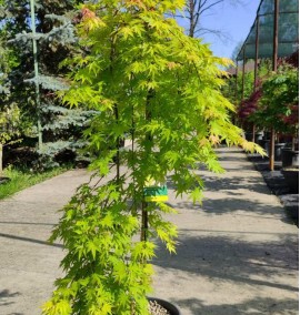 КЛЕН ACER PALMATUM CASCADE GOLD  CLT 35 h 120 1/2 FUSTO