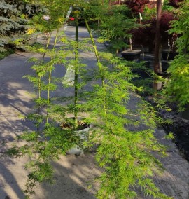 Клен acer palmatum Emerald lace    c35 h 100-120 1/2 FUSTO