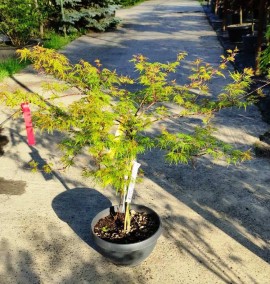 КЛЕН ACER PALMATUM EMERALD LACE   COUPE 30 1/4 FUSTO