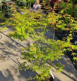 Клен ACER PALMATUM KATSURA   c 25l h 210