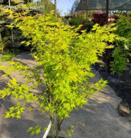 Клен Acer palmatum Orange dream    c 25l h 180