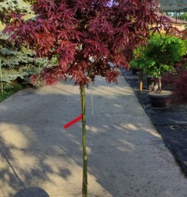 Клен ACER PALMATUM SHAINA    CLT 15 1/2 FUSTO