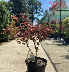 Клен ACER PALMATUM SHAINA    COUPE 30