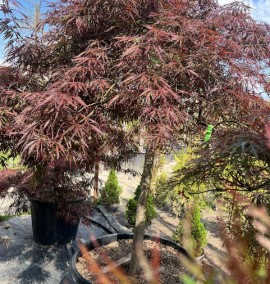 Клен ACER PALM. DISS. INABA SHIDARE  CLT 130 1/2 STD  