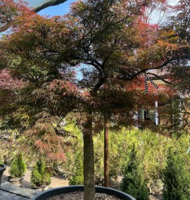 Клен ACER PALMATUM DISSECTUM GARNET CLT 130 1/2 STD 