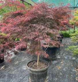 КЛЕН ACER PALMATUM DISSECTUM GARNET C. 80 L h 150 1/2 FUSTO
