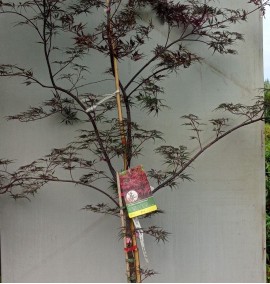 КЛЕН ACER PALMATUM DISSECTUM GARNET C 20 1/4 STD
