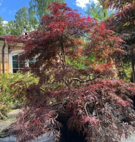 Клен ACER PALM. DISS. INABA SHIDARE  CLT 90 H.140 FONTANA  