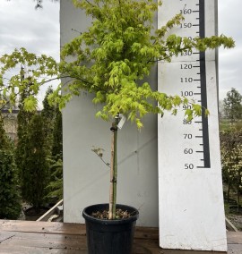 Клен ACER PALMATUM KATSURA C. 15L