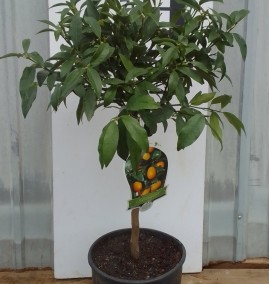Цитрус Кумкват CITRUS KUMQUAT clt 7 1/4 fusto
