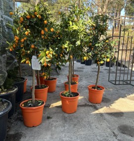 Цитрус Кумкват CITRUS KUMQUAT CLT 10  1/4 STD                                   