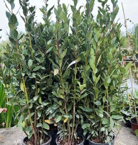 Лавр благородний Laurus Nobilis с 5 h 140-160